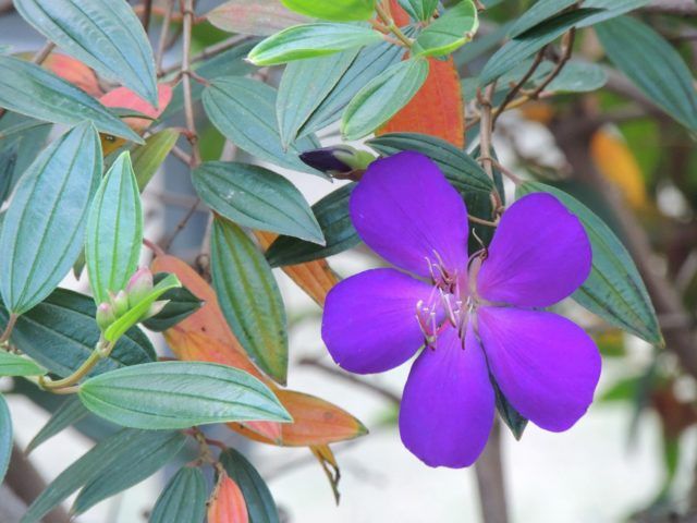 ノボタンの正しい育て方を紹介！花が咲かない・枯れてしまう原因とは