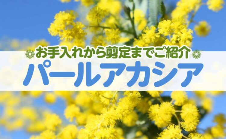 生活・パールアカシアを育てるためには?お手入れから剪定まで一挙にご紹介
