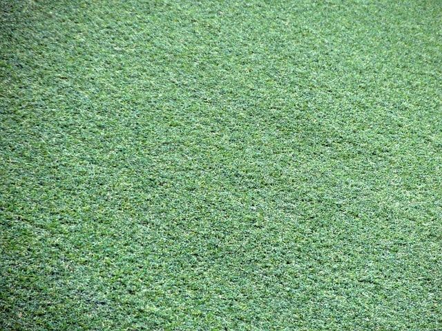 芝生の根切りの時期はいつがおすすめ？芝生を活性化する更新作業とは