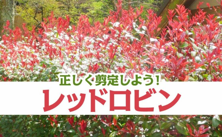 レッドロビンの下がスカスカになるのを防ごう!正しい剪定の方法とは