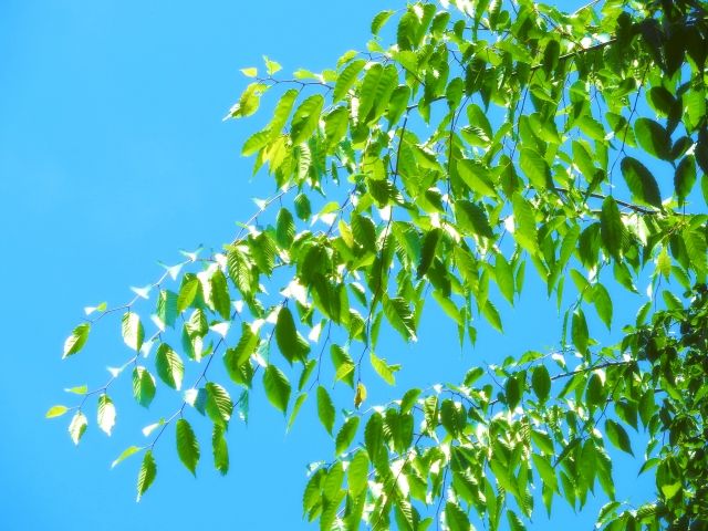 ケヤキの剪定の時期とやり方