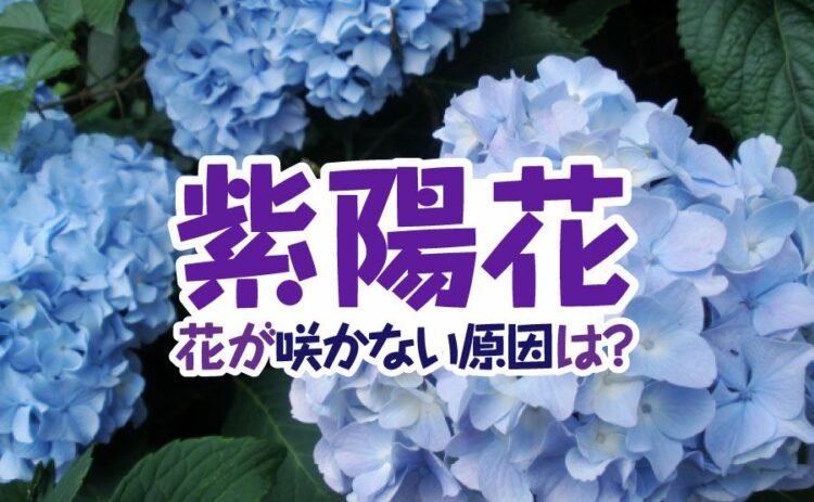 生活・あじさいの花が咲かない原因って育て方と剪定方法から徹底チェック