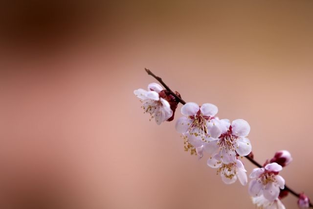 梅の木は害虫が付きやすい