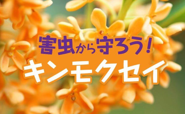 生活・キンモクセイを害虫から守ろう!日ごろの手入れや剪定が大切です