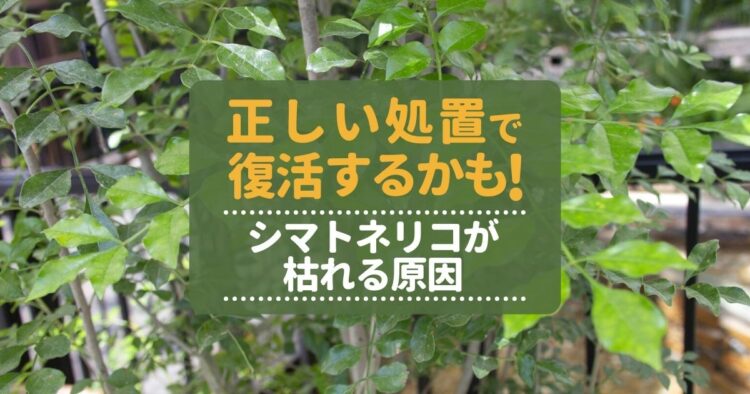 シマトネリコが枯れる!?考えられる原因と対策法をご紹介します!