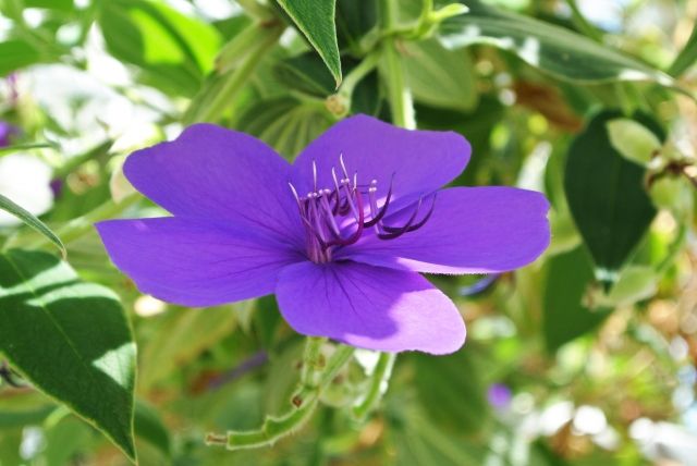 ノボタンの正しい育て方を紹介！花が咲かない・枯れてしまう原因とは