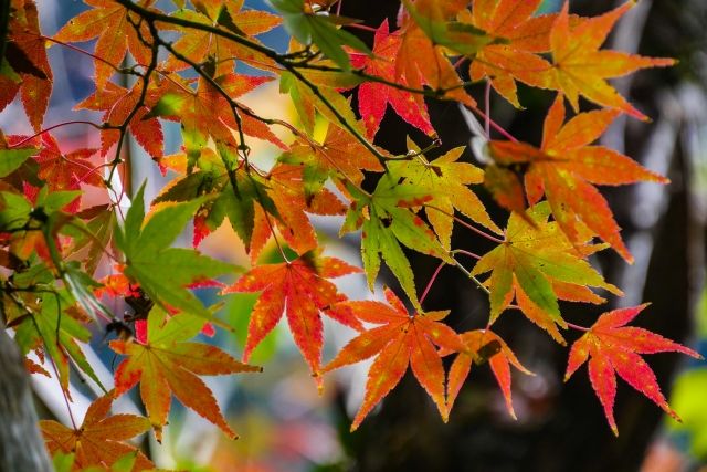 育ったサトウカエデは季節にあった剪定をしよう！そのやりかたを紹介