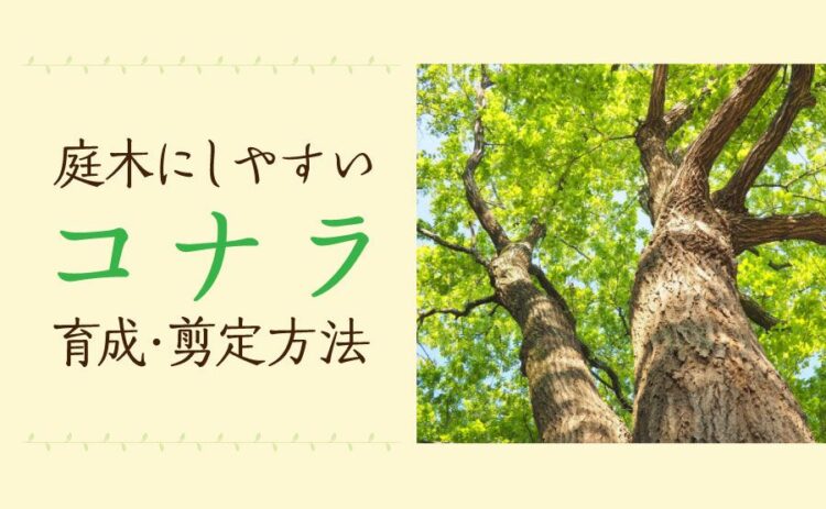 生活・コナラは庭木にしやすい高木、特徴から知る育成と剪定方法を紹介！