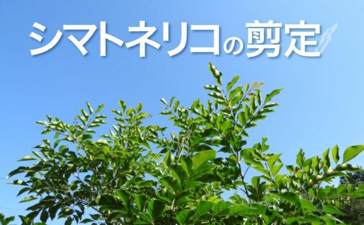 生活・シマトネリコの剪定に失敗したかも!?原因がわかればもう安心!