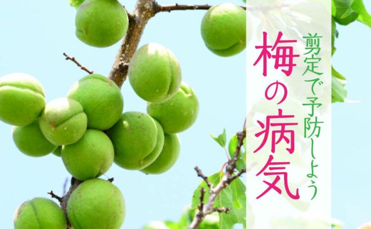 生活・梅の病気の症状や対策について解説!剪定は病気予防につながります