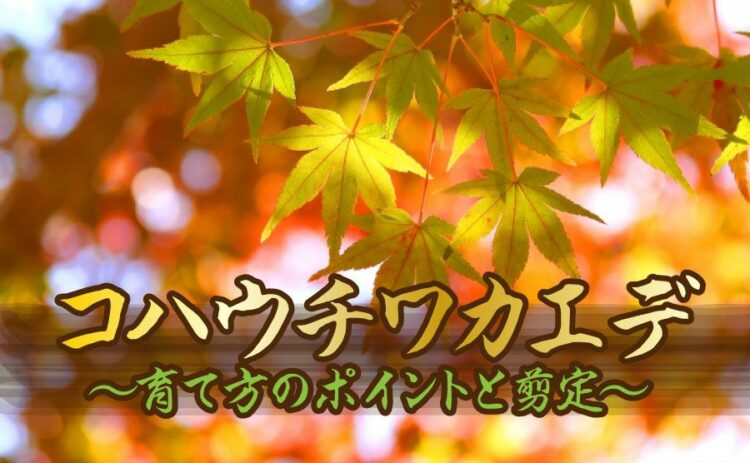 コハウチワカエデの育て方のポイントとは?剪定時に気をつけること