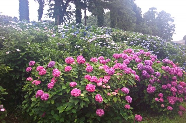 紫陽花の剪定はいつすればいい？