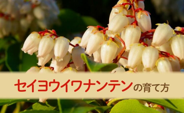 セイヨウイワナンテンを育ててみたい!育て方や注意点など紹介します