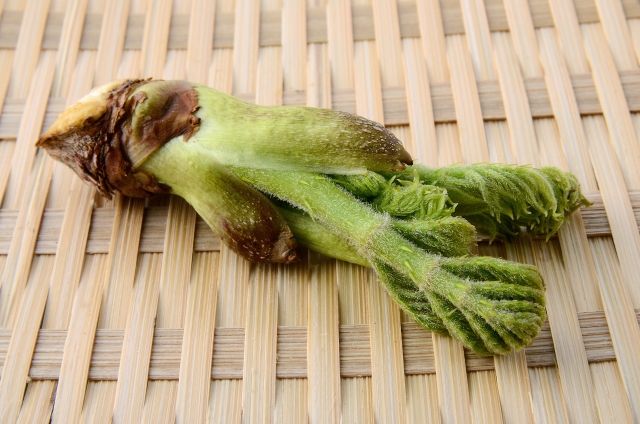 タラノキの剪定はタラの芽の収穫にもなる