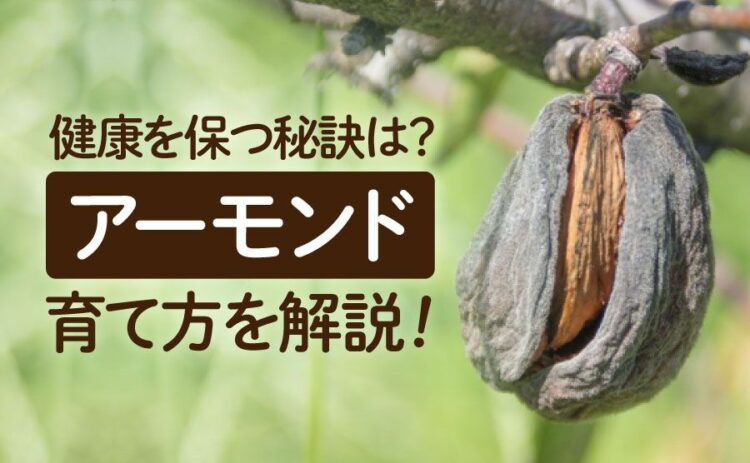 生活・アーモンドの育て方を解説!こまめな剪定が健康を保つための秘訣