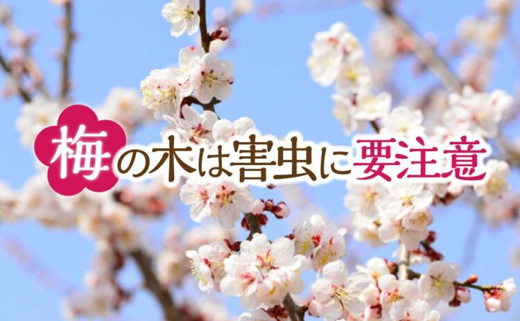 生活・梅の木は害虫に要注意!枯らさないためにできることを知っておこう!