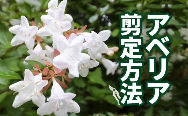 生活・アベリアの剪定方法を紹介!剪定する時期の重要性やコツについて