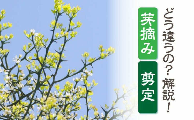 生活・芽摘みってどうやるの?剪定との違いや頂芽優勢についてもご紹介!