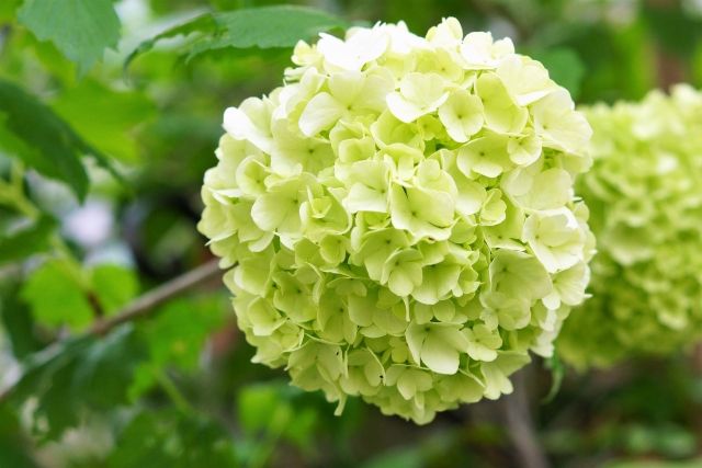 ビバーナムは種類によって花の色が違う！アジサイと見分けるコツとは