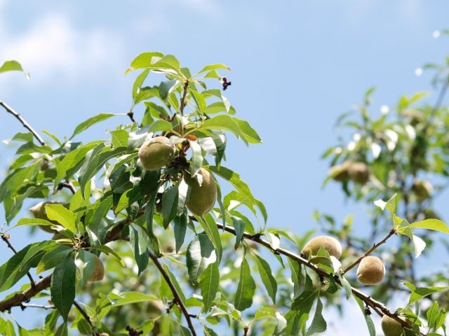 普段の剪定は夏と冬の年2回