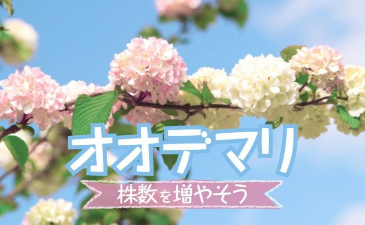 オオデマリは剪定で花付きがよくなる!剪定や株数の増やし方を解説