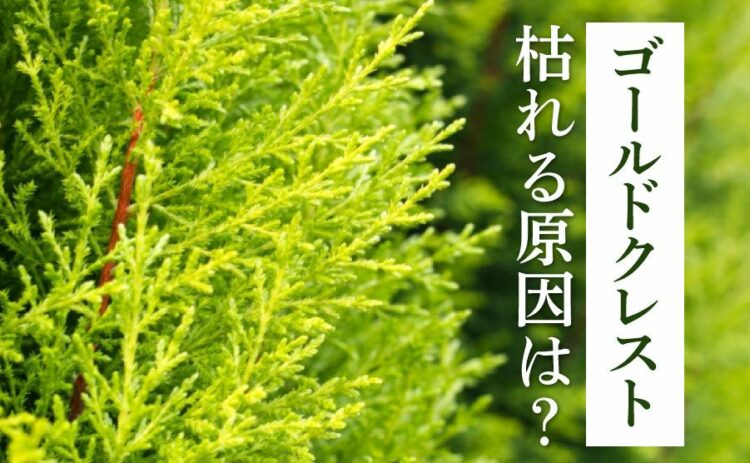 生活・ゴールドクレストが枯れる原因はさまざまです。考えられる原因と対策