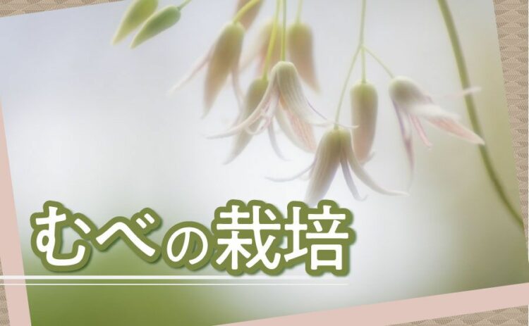 生活・むべの栽培をしてみよう!正しい育て方から剪定方法について