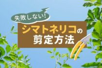 シマトネリコの剪定方法！適切な時期や失敗しないコツをご紹介します