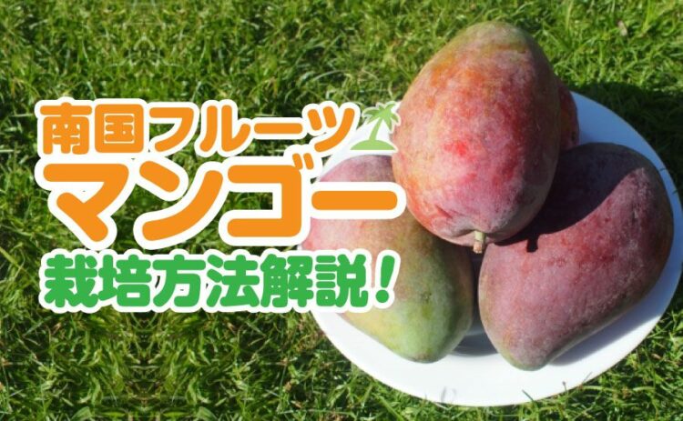 生活・南国フルーツのマンゴーを栽培しよう!おいしい果実を実らせるコツ