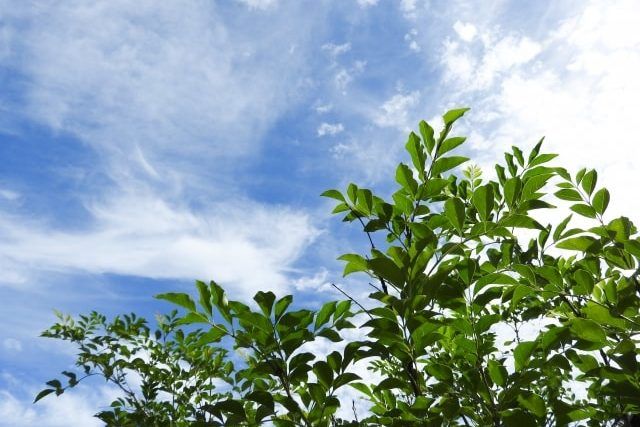 シマトネリコはときどき強剪定する必要がある