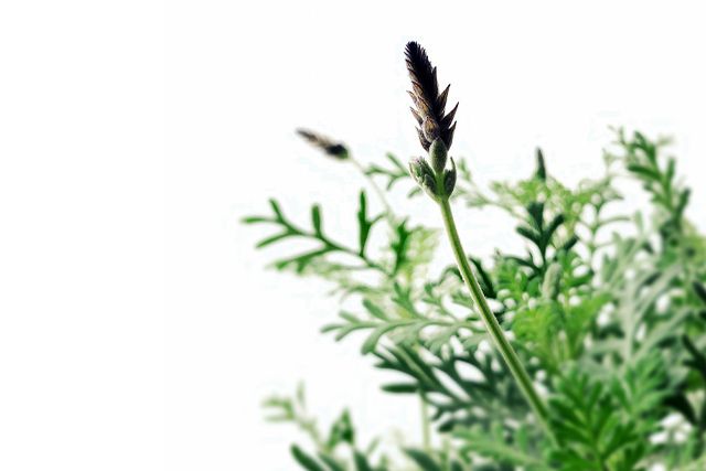 ラベンダーの剪定をするときの注意点