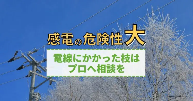 電線に枝がかかっているときの対処法を解説!まずは電力会社に連絡