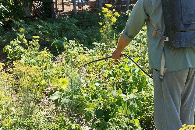 沖縄のシロアリ対策を自分でする場合と業者に依頼する場合の比較