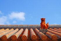 沖縄でのシロアリ対策はしっかりしておこう！その方法と必要な理由