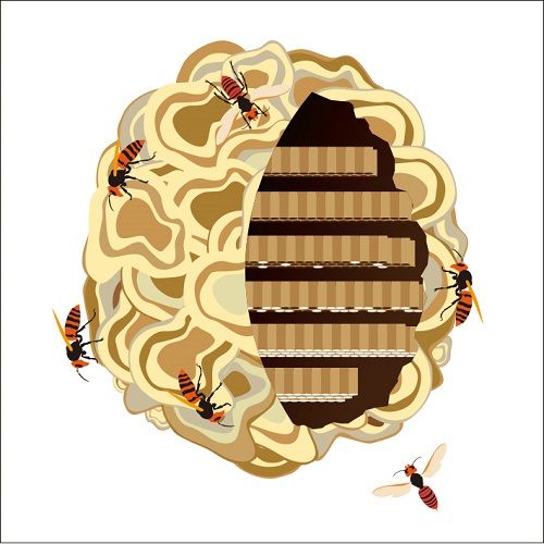 滋賀の蜂の巣駆除業者を選ぶポイント