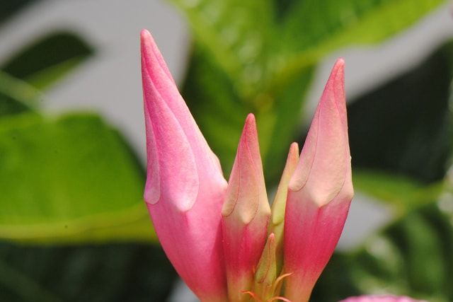 別名は「デプラデニア」！マンデビラはこんな植物