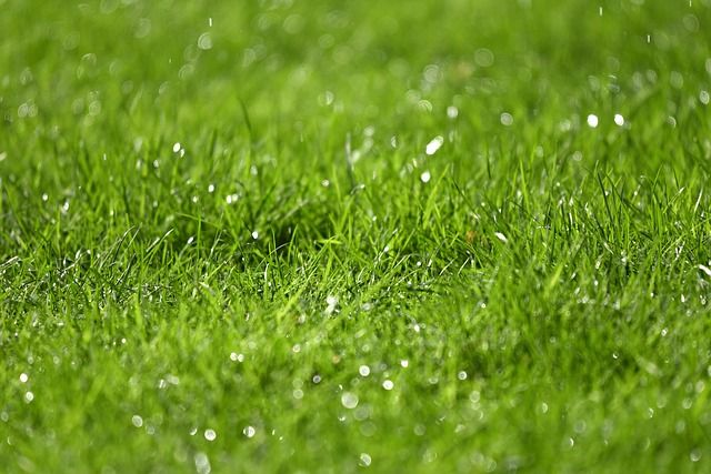 芝張りの時期は春か秋がおすすめ！その理由と芝生の張り方を徹底解説