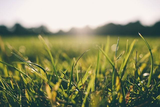芝張りの時期は春か秋がおすすめ！その理由と芝生の張り方を徹底解説