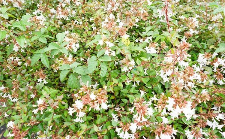 アベリアで生垣を作ってみよう!植え方や剪定のコツをご紹介します