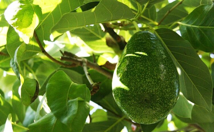 アボカドの剪定方法を伝授!病気や害虫について知ることも重要です