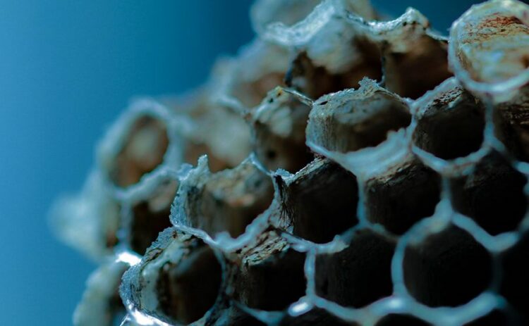 浜松の蜂の巣駆除業者おすすめ3選