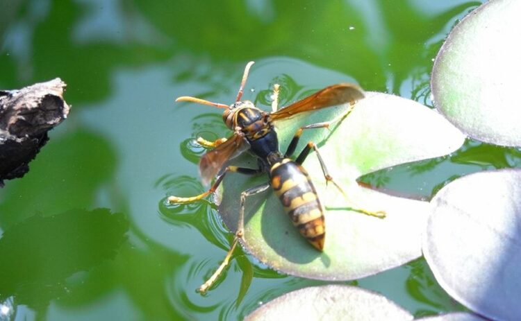 ハチ駆除　さいたま