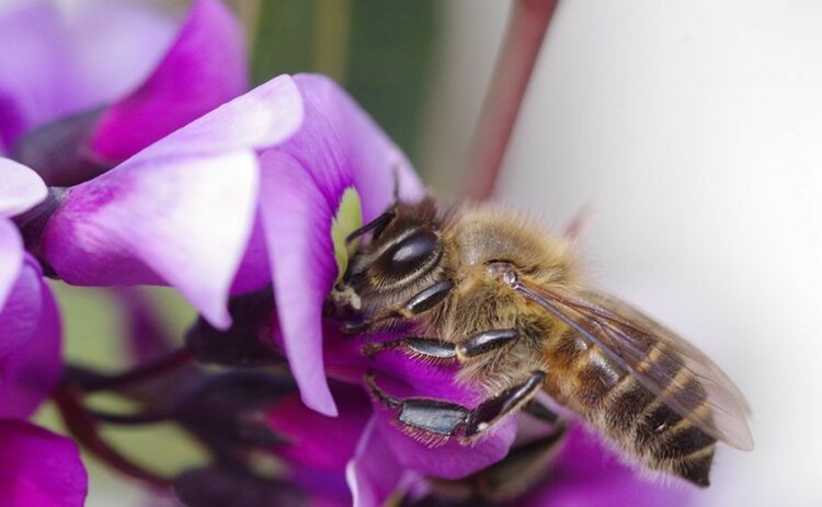 滋賀の蜂の巣駆除業者おすすめ3選！