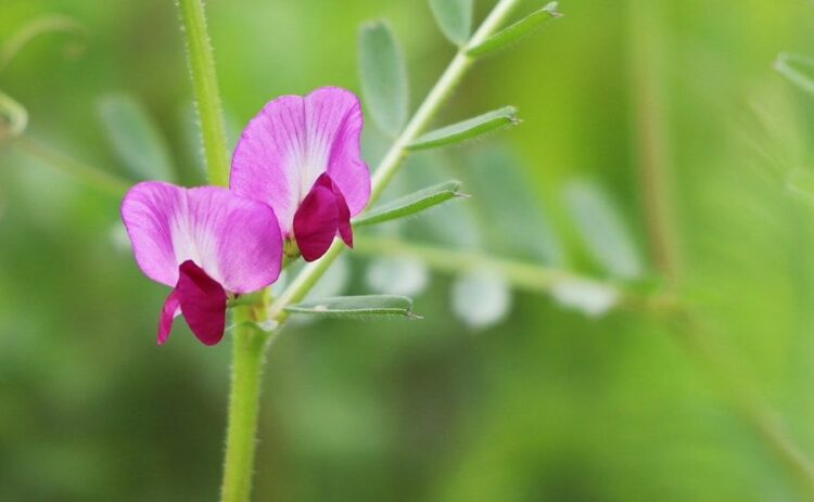 カラスノエンドウの雑草被害は飛び散る種子!適切な駆除方法とは?