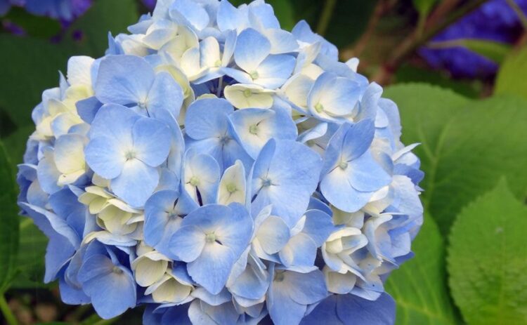 ハイドランジアは初心者向け!正しい育て方できれいな花を見よう!
