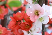 ボケの育て方をくわしく解説！東洋の魅力あふれる花を楽しむためには