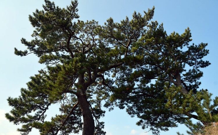 松の木の伐採費用と安く抑える方法を徹底解説!自分でできる方法も