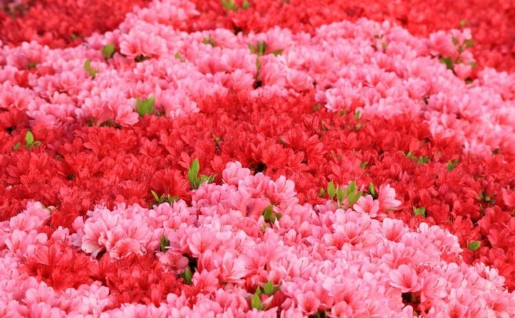 色鮮やかなクルメツツジの育て方まとめ!剪定方法や特徴までご紹介
