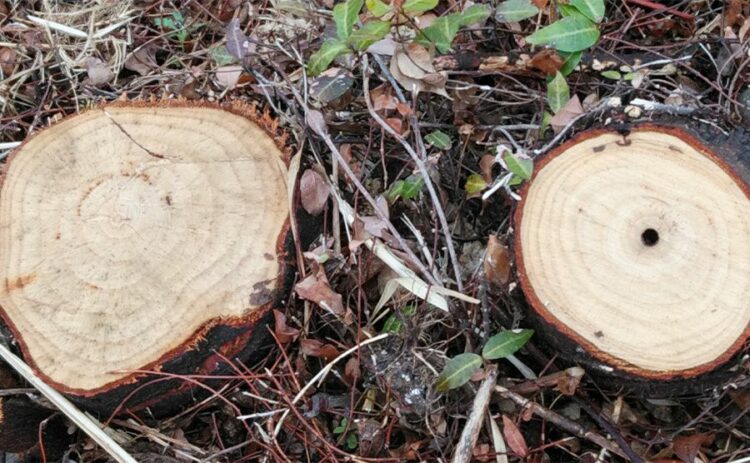 抜根のDIYは根気さえあればできる!?手間はかかるけど方法は単純