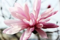 白やピンクの花がきれいなヒメコブシ！花を見たいなら剪定に注意！
